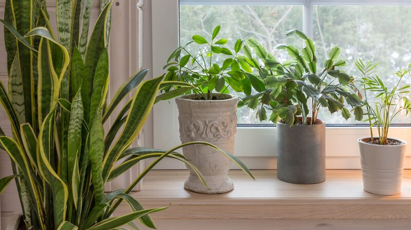 The Best Indoor Plants for Your Home Image